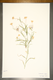 Centaurea cyanus RCPGdnHerbarium (16).JPG